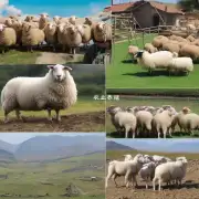 在致富经视频中提到的养羊项目中有没有涉及到一些特殊的技巧或策略呢?