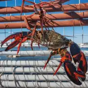 德州龙虾养殖场的优势是什么?