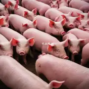 年中国生猪的价格波动情况是怎样的?