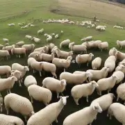 视频中提到了哪些饲养方法有助于改善羊只的外貌和健康状况?