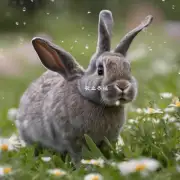 饲养獭兔时需要注意哪些方面的具体细节?