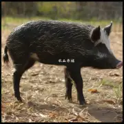 獾猪是什么物种?