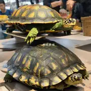 在广州市什么时间点是收购乌龟最划算的时间段?