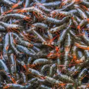 为什么通威虾饲料可以提供更生长性能?