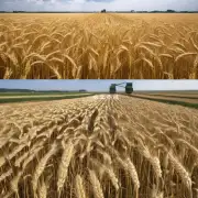 摸底调查2015年全球小麦产量为多少?