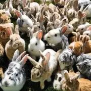 杂交野兔散养技术大全中如何控制养殖密度?