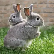 肉兔的繁殖方法有哪些?