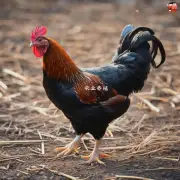 What are some common methods used to raise chickens on largescale farms in Liaoning?