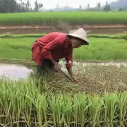 如何进行斗米虫的养殖?