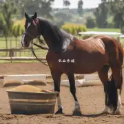 马的饮食中精饲料与粗饲料的比例是多少?