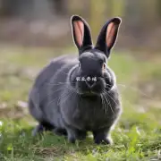 杂交野兔散养技术大全中如何进行饲养员工作规范化培训?