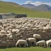 视频中介绍了几种不同种类的草料谷物等您认为哪种比较适合养羊呢?
