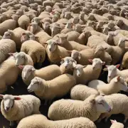 安徽省活羊价格上涨的原因是出于需求量的大幅上升吗?