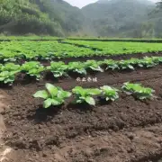 在昌蒲乡朱砂根种植园里您有没有使用有机肥料?