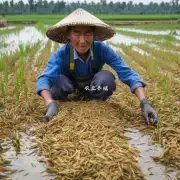 如何进行斗米虫养殖后的收割?