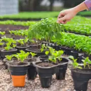 如何选择适当的肥料类型来促进植物健康成长?