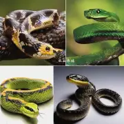 这里的有毒蛇品种中哪些是最致命的?