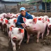 为什么中国农民喜欢在自家地里养猪?