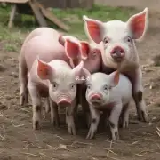 如果没有饲养的地方为什么不养猪?