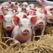澳华猪饲料中的猪肽宝是否适合所有的养猪场吗?