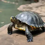 广东地区有哪些主要的收购乌龟的地方?