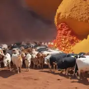 视频中提到的桔梗和红黄是如何被处理成粉末以便于饲喂给羊群的呢?