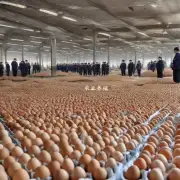 在河南省漯河市现在有多少公斤的鸡蛋才符合鲜活标准?
