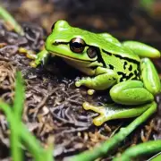 虎跑石青蛙幼苗在市场上的供应量有多大?