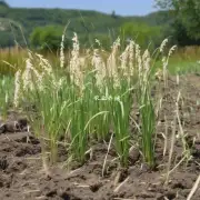 在种植过程中如何确保野燕麦植物不受病虫害侵害的困扰?