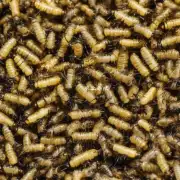 简易蝇蛆养殖是一种废物利用方法吗?