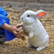 由于重庆活兔是一种小型动物它们的饲养环境需要保持干净卫生以避免疾病传播现在市场上有哪些可行的方法来实现这一目标吗?