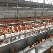 What measures are taken to ensure animal welfare at largescale chicken farms in Liaoning?