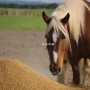 在马的饮食中什么是马的精饲料?