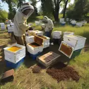 农村的养蜂人为什么用火鸡喂蜜蜂?
