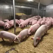 在进行饲养期间我们如何监测育肥猪的健康状况?