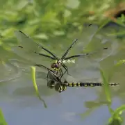 如何在水体中进行蜻蜓繁殖?