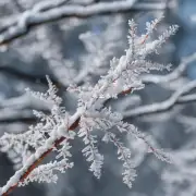 如何使白芨在冬季正常生长和保持形态?