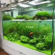 如何在室内种植水生植物以提供养鳖所必需的氧气和浮游生物?