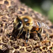 如何识别蜜蜂健康状况并及时采取措施进行干预治疗?