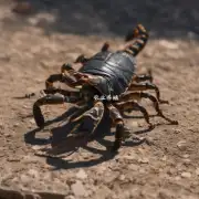 蝎子生物的功能如何?