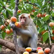 河北省猕猴桃种植的挑战有哪些?