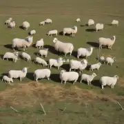 羊的繁殖方式如何?
