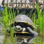 星点水龟养殖场如何处理水草?