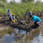 蓝梅树的种植过程中如何处理水?