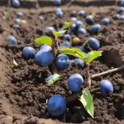 蓝梅树的种植过程中如何处理土壤?