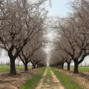 河北省猕猴桃种植的劣势有哪些?