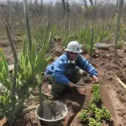 如何确保盆栽藕顺利萌芽?