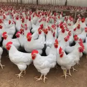 如何提高鸡群的生产力?