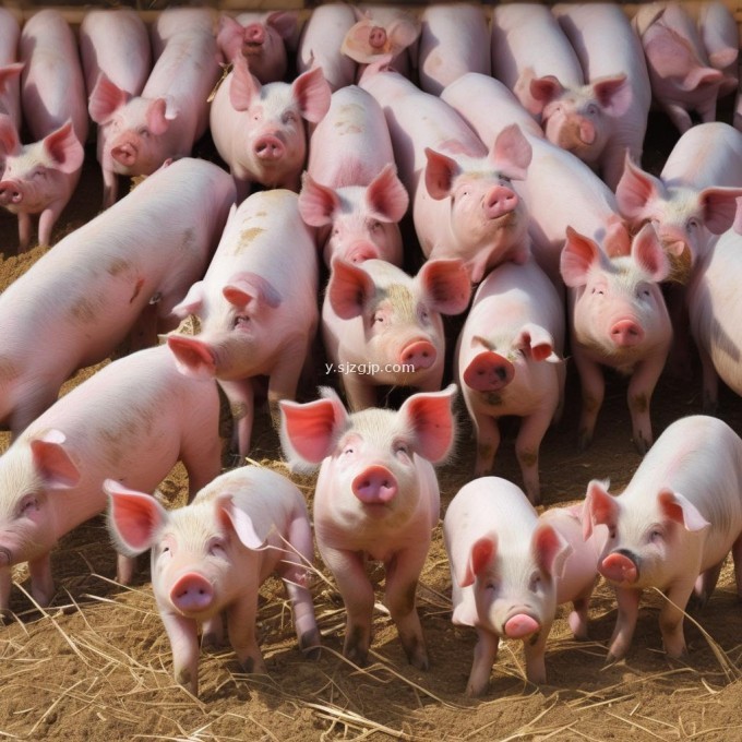 精料中添加的微量元素如何影响母猪健康状况和生产性能?