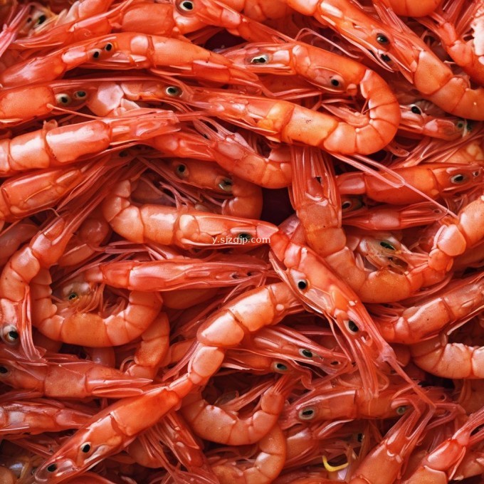 虾粉是虾只最饮食来源吗?